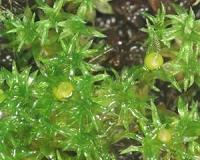 How plants conquered the land