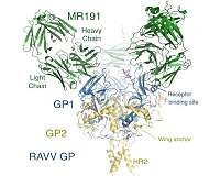 TSRI scientists discover workings of first promising Marburg virus treatment