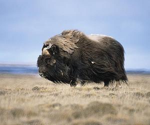 Musk Ox Population Decline Due to Climate Not Humans