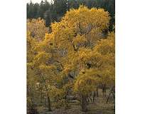 Microscopic soil creatures could orchestrate massive tree migrations
