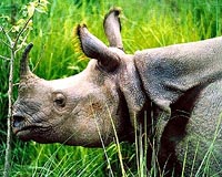 Nepal's rhinos on road to recovery with cross-country move