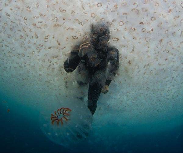 New Zealand's seas warming faster than global average: report