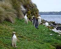 Hunter Island penguin species never actually existed, study says