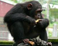 Vietnam 'supermarket' for illegal wildlife trade, hearing told