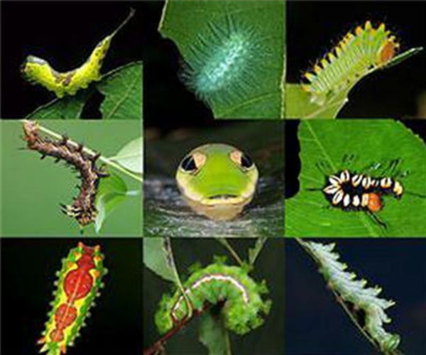 Technology drives new approaches to insect research