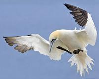 Climate change clips wings of migratory birds