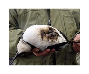 norway-oil-slick-jan2007-common-guillemot-afp-lg