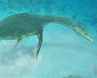 Newly discovered paddle prints show how ancient sea reptiles swam