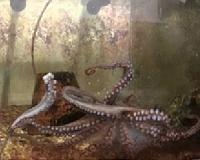 How octopuses don't tie themselves in knots
