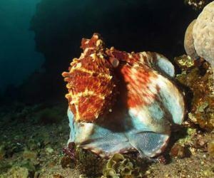 Octopuses focus on key features for successful camouflage