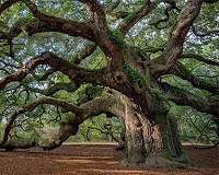 The big ecological roles of small natural features