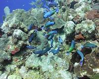 Older coral species more hardy