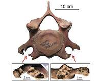 Mammoths suffered from diseases that are typical for people