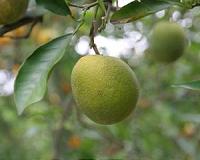 orange-citrus-greening-bacterium-bg