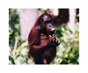 Sumatran orangutans' rainforest home under new threat