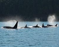 Menopausal whales are influential and informative leaders