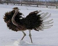 North America once hosted a relative of the ostrich