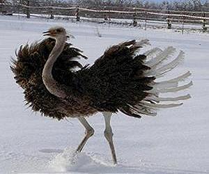 Avian flu spreads in S.Africa despite ostrich slaughter