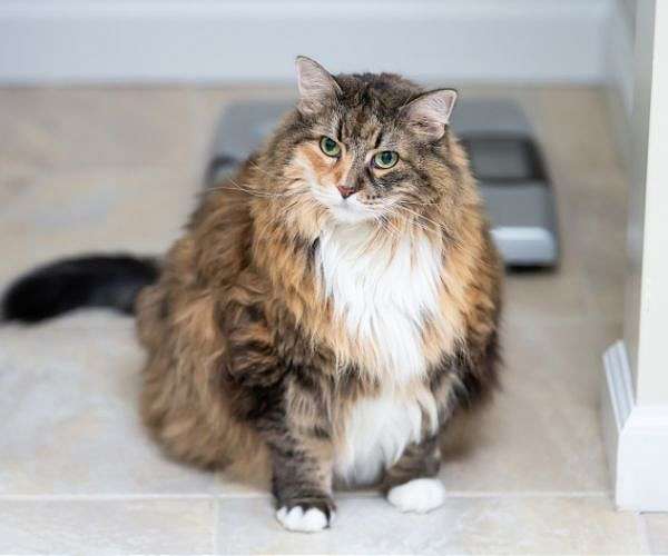 Scientists weigh in on what happens when cats get fat