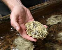West Coast scientists sound alarm for changing ocean chemistry