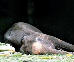 Bangladesh zoo mourns 100-year-old elephant