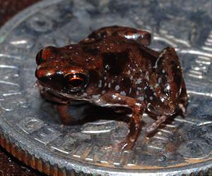 LSU professor discovers world's tiniest vertebrate
