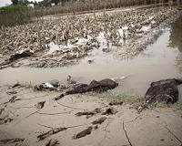 Toxic water fears in Pakistan region infamous for deformities