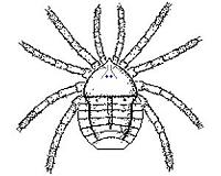 Scientists show how ancient arachnid walked and hunted