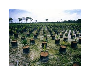 Companies not buying enough 'green' palm oil: WWF