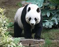 China plans panda park that will dwarf Yellowstone