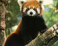 Britain's Panda On The Run Found Hiding Up A Tree