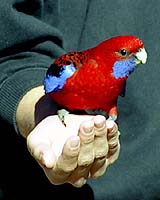 Fluwrap: Bird Bans Fail To Stem Tide