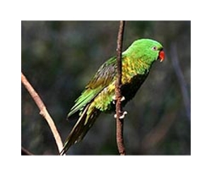 Brazil cracks down on lucrative wild animal trade