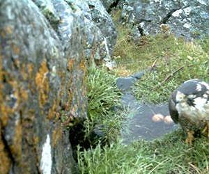 Rainfall to blame for decline in Arctic peregrines