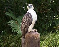 Endangered Philippine eagle shot dead three years after rescue