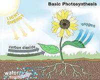 A first direct glimpse of photosynthesis in action