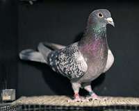 Pigeons can discriminate both space and time