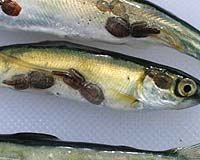 Fish Farms Drive Wild Salmon Populations Toward Extinction