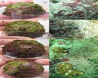 Feeding increases coral transplant survival