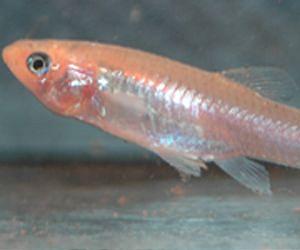 Darkness Stifles Reproduction of Surface-Dwelling Fish