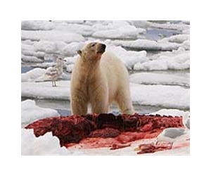 An Elusive prey
