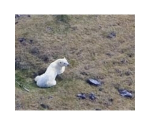 Polar bear dies at South African zoo