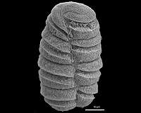 Tiny plankton wields biological 'Gatling gun' in microbial Wild West