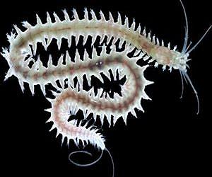Tick tock: Marine animals with at least two clocks