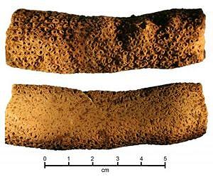 pristine-and-used-surfaces-acropora-coral-file-lg