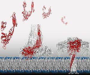 Researchers dismantle bacteria's war machinery