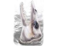 Extinct early whales listened like their relatives on land, fossil evidence shows