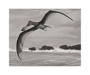 New Species Of Flying Reptile Identified On BC Coast