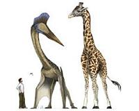 Toothless 'dragon' pterosaurs dominated the Late Cretaceous skies