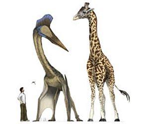 The rise and rise of the flying reptiles